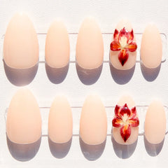 Rosy Orchid